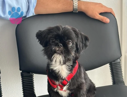 Shih Tzu Köpeğim Gece Eş Arıyor