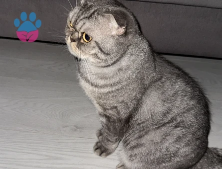 3 yaşında erkek kısır kedi özel cins