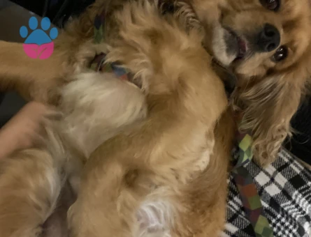 3 yaşında dişi cocker