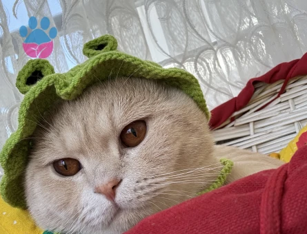 Oğluşuma dişi eş arıyorum