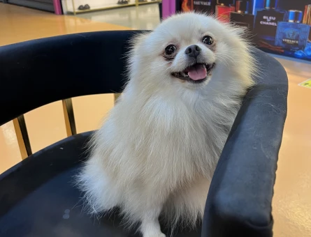 Pomeranian Boo Kızıma Eş Arıyorum - 118984801