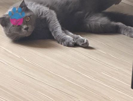British Shorthair Kızgınlıkta Dİşi - Görsel 3