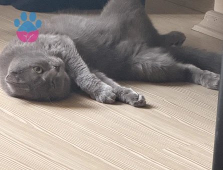 British Shorthair Kızgınlıkta Dİşi - Görsel 4