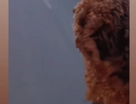 Poodle'ıma es arıyorum - 118984803