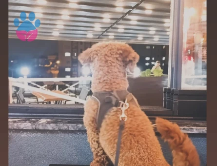 Poodle'ıma es arıyorum - Görsel 3