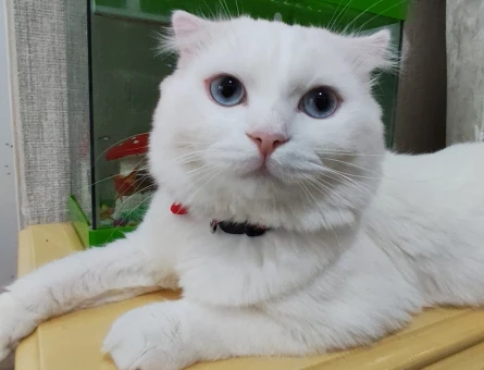 Dişi kedime erkek kedi arıyoruz. - 118984804