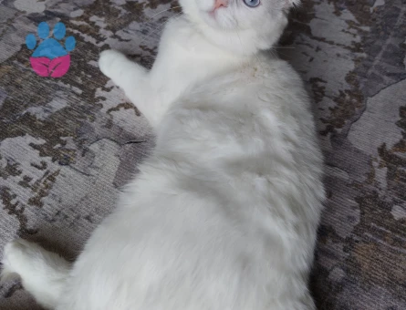 Dişi kedime erkek kedi arıyoruz. - Görsel 3