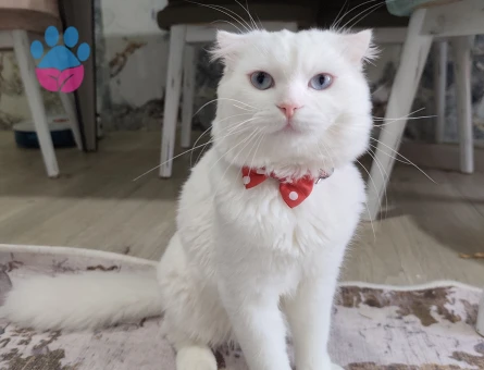 Dişi kedime erkek kedi arıyoruz. - Görsel 4
