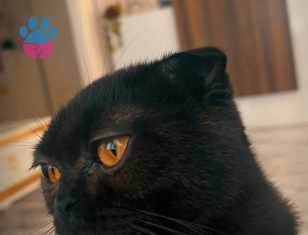 Scottish Fold Kedim Eş Arıyor 1 Yaşında - 118984808