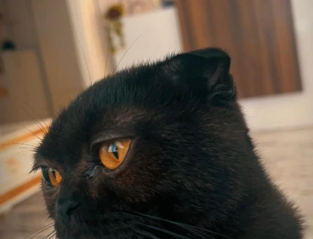 Scottish Fold Kedim Eş Arıyor 1 Yaşında - 118984808