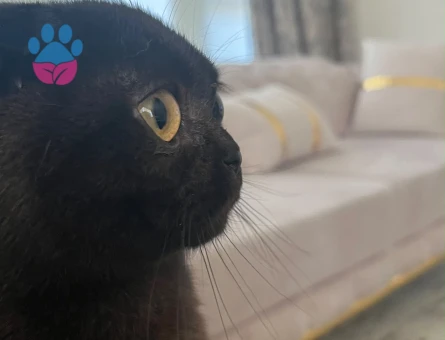 Scottish Fold Kedim Eş Arıyor 1 Yaşında - Görsel 4