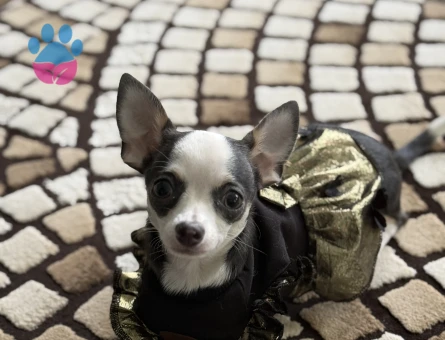 Chihuahua 1 yaşında Dişi Eş Arıyor - Görsel 4
