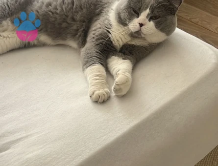 Scottish Shorthair Oğluma Eş Arıyoruz