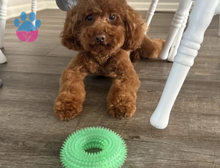 Toy poodle oğluma eş arıyorum