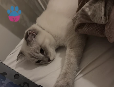 Dişi kedi arıyoruz