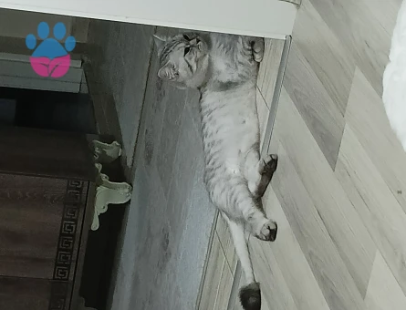 British Shorthair Gelin Eş Adayı Arıyoruz