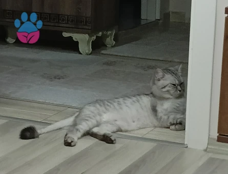 British Shorthair Gelin Eş Adayı Arıyoruz