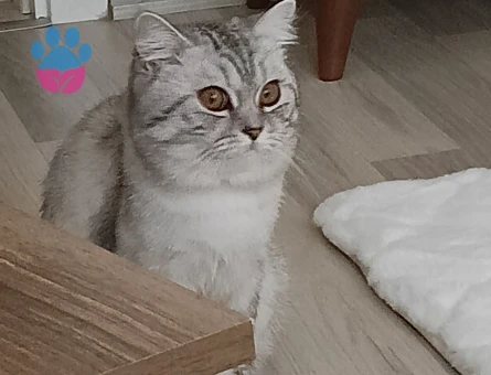 British Shorthair Gelin Eş Adayı Arıyoruz