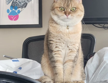 British Shorthair Erkek kedimize eş arıyoruz