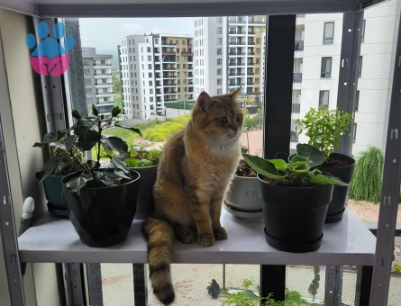 British Shorthair Erkek kedimize eş arıyoruz