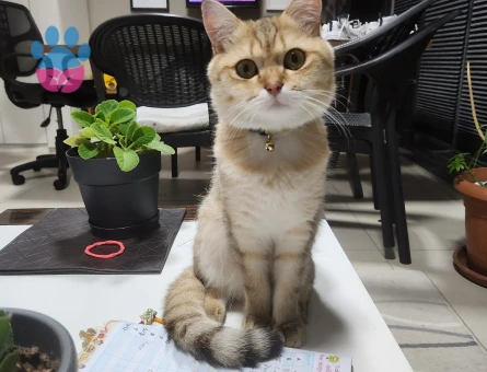 British Shorthair Erkek kedimize eş arıyoruz