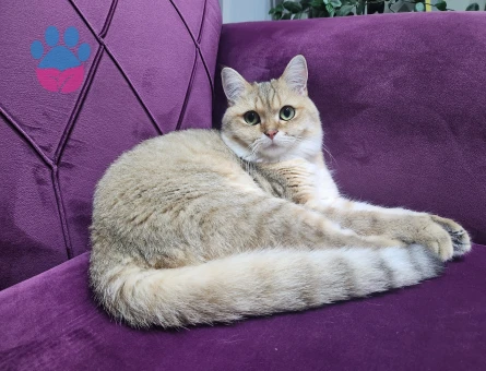 British Shorthair Erkek kedimize eş arıyoruz