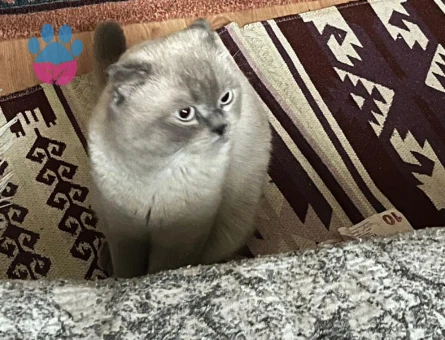 Scottish Fold Kedime Eş Arıyorum Kızgınklıkta