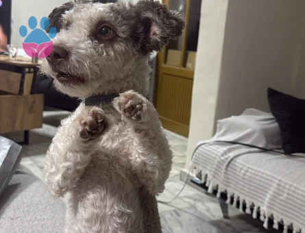 Maltese Terrier Oğlumuza Eş arıyoruz