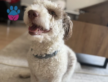 Maltese Terrier Oğlumuza Eş arıyoruz