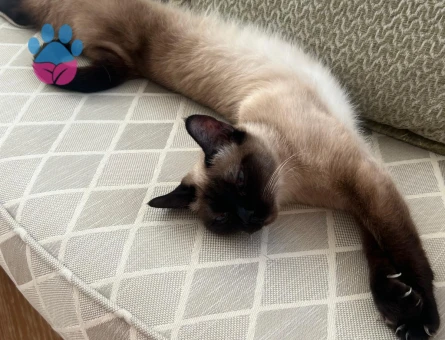 Siyam 6 Yaşında Dişi Kedim Kızgınlıkta