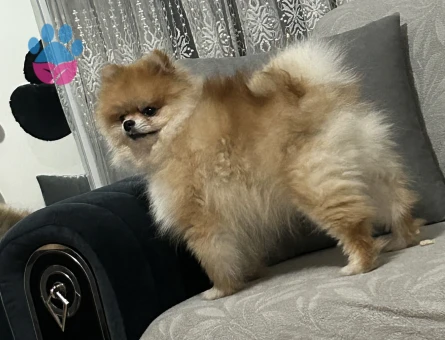 Pomerian Boo 2 Yaşında Eş Arıyoruz 2 Yaşında