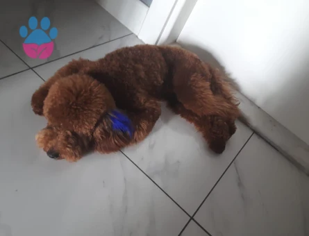 1 yaşında erkek poodle yavrumuza uygun eş arıyoruz.