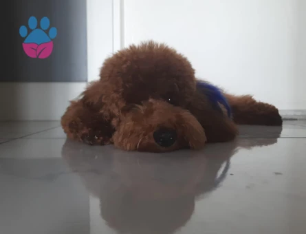 1 yaşında erkek poodle yavrumuza uygun eş arıyoruz.