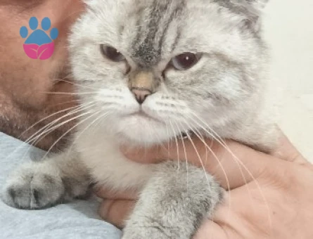 Scottish Fold 1 Yaşında Kedim Eş Arıyor