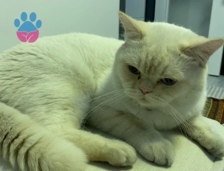 British Kedime Eş Arıyorum 1 Yaşında