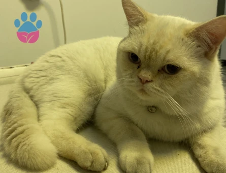 British Kedime Eş Arıyorum 1 Yaşında