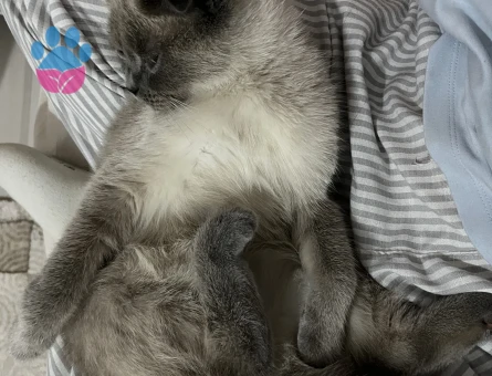 Eyşana eş arıyoruz