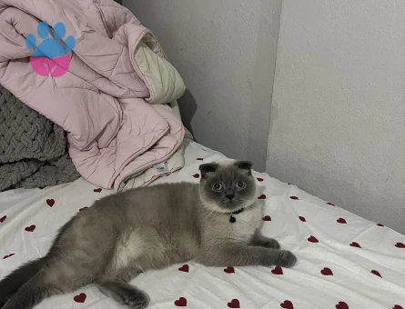 Eyşana eş arıyoruz