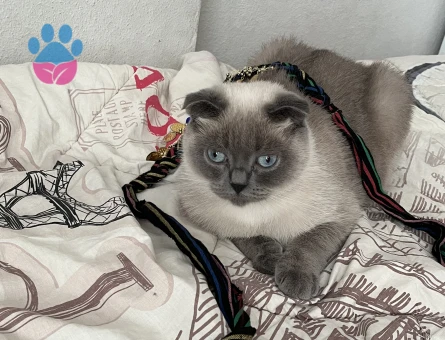 Eyşana eş arıyoruz