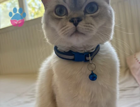 1 yaşındaki British oğluma eş arıyorum