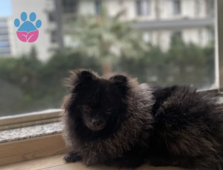Pomeranian Boo 2.5 Yaşında Oğluma Eş Arıyorum