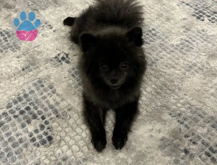 Pomeranian Boo 2.5 Yaşında Oğluma Eş Arıyorum