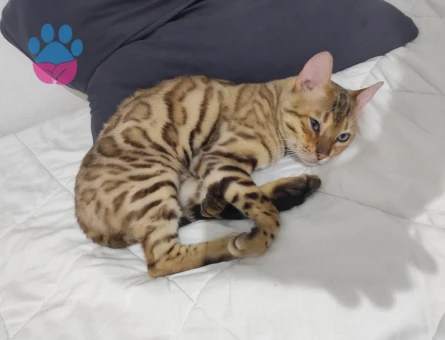 Bengal erkek kendime eş ariyorum