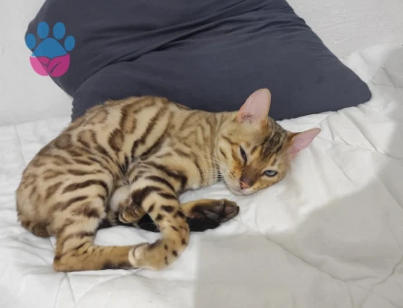 Bengal erkek kendime eş ariyorum