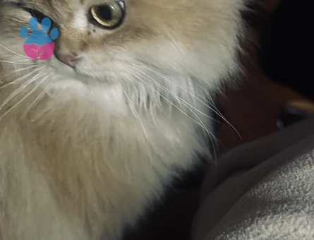 Yakışıklı oğluma güzel British  dişi arıyorum