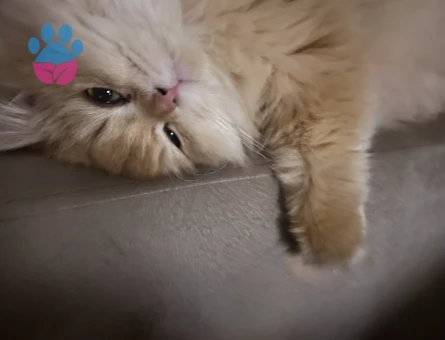 Yakışıklı oğluma güzel British  dişi arıyorum