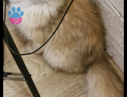 Yakışıklı oğluma güzel British  dişi arıyorum