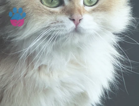 Yakışıklı oğluma güzel British  dişi arıyorum