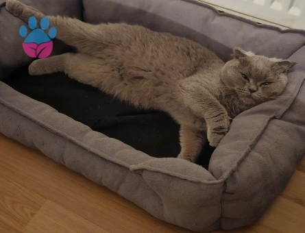 Güzeller güzeli kızıma eş arıyorum