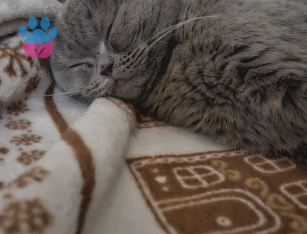 Güzeller güzeli kızıma eş arıyorum